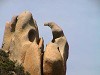 il-nido-del-falco
