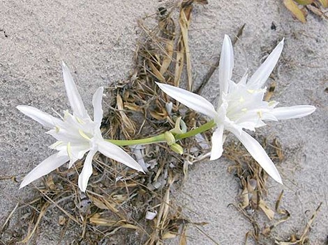 fiori sbucano dalla sabbia
