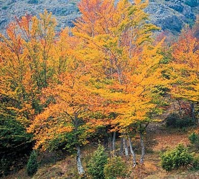 colori d'autunno nelle campagne di Ziano Piacentino