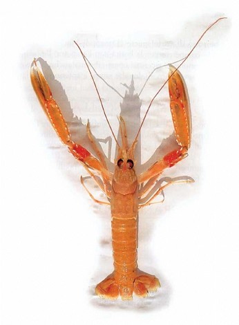 crostaceo