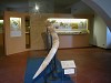 Reperti fossili rinvenuti nelle Grotte Santo Stefano di Viterbo esposte al Museo della preistoria della Tuscia a Valentano