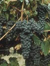 grappoli-di-uva
