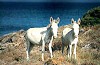 I caratteristici asinelli bianchi dell'Isola dell'Asinara