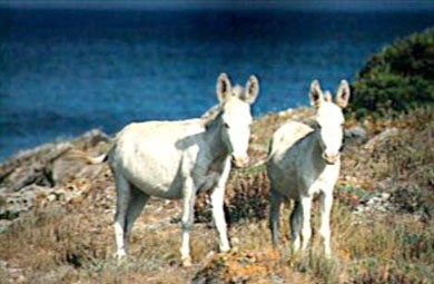 I caratteristici asinelli bianchi dell'Isola dell'Asinara